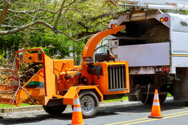 Tree Health Inspection in Ashland, NE